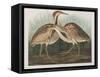 Illustration from 'Birds of America', 1827-38-John James Audubon-Framed Stretched Canvas