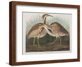 Illustration from 'Birds of America', 1827-38-John James Audubon-Framed Giclee Print