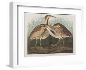 Illustration from 'Birds of America', 1827-38-John James Audubon-Framed Giclee Print