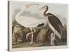 Illustration from 'Birds of America', 1827-38-John James Audubon-Stretched Canvas