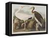 Illustration from 'Birds of America', 1827-38-John James Audubon-Framed Stretched Canvas