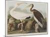 Illustration from 'Birds of America', 1827-38-John James Audubon-Mounted Giclee Print