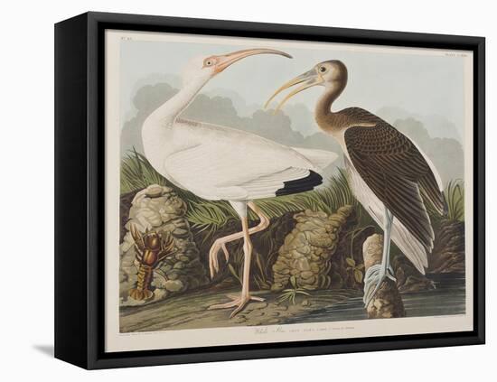 Illustration from 'Birds of America', 1827-38-John James Audubon-Framed Stretched Canvas