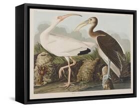 Illustration from 'Birds of America', 1827-38-John James Audubon-Framed Stretched Canvas