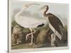 Illustration from 'Birds of America', 1827-38-John James Audubon-Stretched Canvas