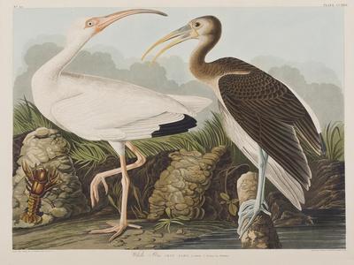 https://imgc.allpostersimages.com/img/posters/illustration-from-birds-of-america-1827-38_u-L-Q1HOJNW0.jpg?artPerspective=n