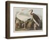 Illustration from 'Birds of America', 1827-38-John James Audubon-Framed Giclee Print