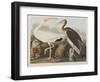 Illustration from 'Birds of America', 1827-38-John James Audubon-Framed Giclee Print