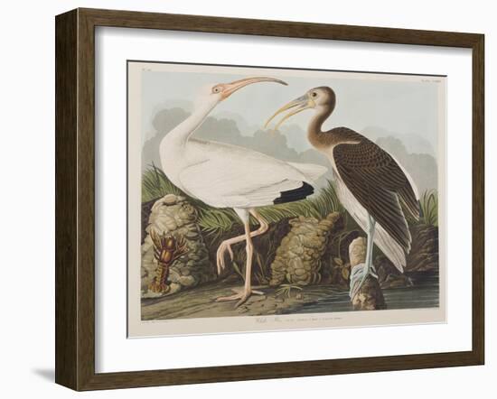 Illustration from 'Birds of America', 1827-38-John James Audubon-Framed Giclee Print