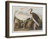 Illustration from 'Birds of America', 1827-38-John James Audubon-Framed Giclee Print