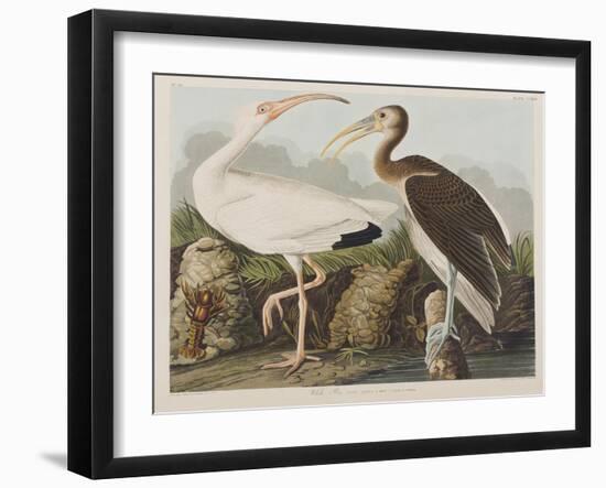 Illustration from 'Birds of America', 1827-38-John James Audubon-Framed Giclee Print