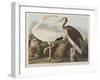 Illustration from 'Birds of America', 1827-38-John James Audubon-Framed Giclee Print