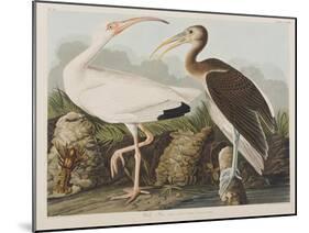 Illustration from 'Birds of America', 1827-38-John James Audubon-Mounted Giclee Print