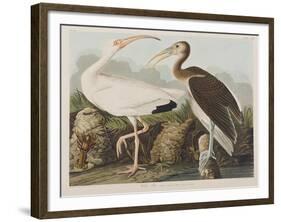 Illustration from 'Birds of America', 1827-38-John James Audubon-Framed Giclee Print