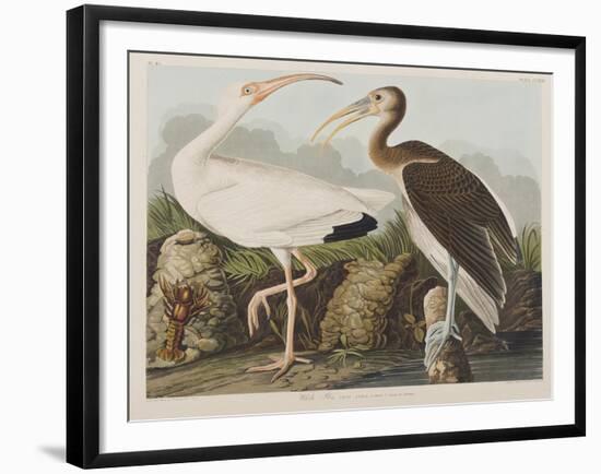 Illustration from 'Birds of America', 1827-38-John James Audubon-Framed Giclee Print