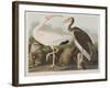 Illustration from 'Birds of America', 1827-38-John James Audubon-Framed Giclee Print