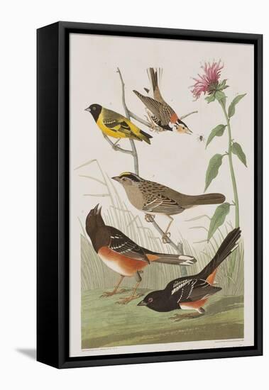 Illustration from 'Birds of America', 1827-38-John James Audubon-Framed Stretched Canvas