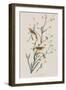 Illustration from 'Birds of America', 1827-38-John James Audubon-Framed Giclee Print