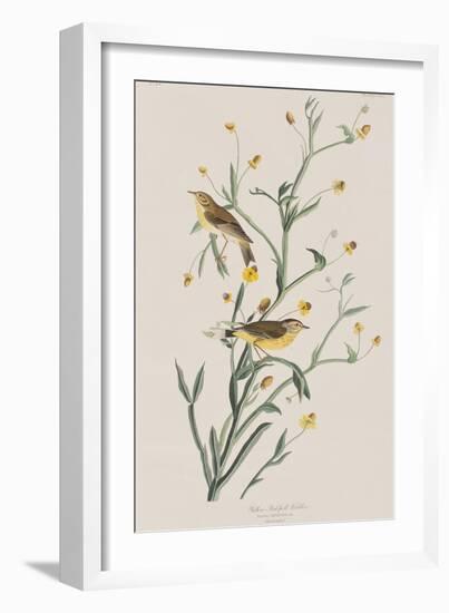 Illustration from 'Birds of America', 1827-38-John James Audubon-Framed Giclee Print