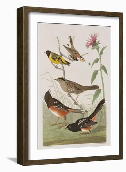 Illustration from 'Birds of America', 1827-38-John James Audubon-Framed Giclee Print