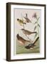 Illustration from 'Birds of America', 1827-38-John James Audubon-Framed Giclee Print