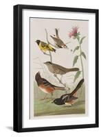 Illustration from 'Birds of America', 1827-38-John James Audubon-Framed Giclee Print