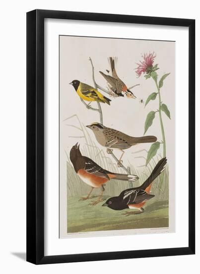 Illustration from 'Birds of America', 1827-38-John James Audubon-Framed Giclee Print