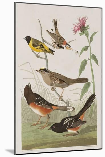 Illustration from 'Birds of America', 1827-38-John James Audubon-Mounted Giclee Print