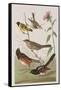 Illustration from 'Birds of America', 1827-38-John James Audubon-Framed Stretched Canvas