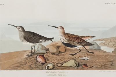 https://imgc.allpostersimages.com/img/posters/illustration-from-birds-of-america-1827-38_u-L-Q1HOJQJ0.jpg?artPerspective=n