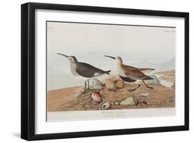 Illustration from 'Birds of America', 1827-38-John James Audubon-Framed Giclee Print