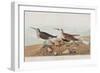 Illustration from 'Birds of America', 1827-38-John James Audubon-Framed Giclee Print