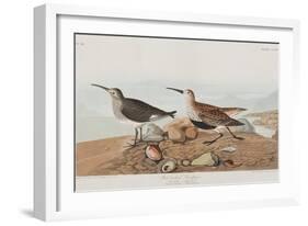 Illustration from 'Birds of America', 1827-38-John James Audubon-Framed Giclee Print