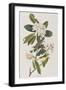 Illustration from 'Birds of America', 1827-38-John James Audubon-Framed Giclee Print