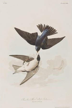 https://imgc.allpostersimages.com/img/posters/illustration-from-birds-of-america-1827-38_u-L-Q1HOJW60.jpg?artPerspective=n