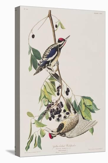 Illustration from 'Birds of America', 1827-38-John James Audubon-Stretched Canvas