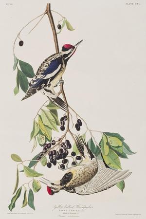 https://imgc.allpostersimages.com/img/posters/illustration-from-birds-of-america-1827-38_u-L-Q1HOJWS0.jpg?artPerspective=n