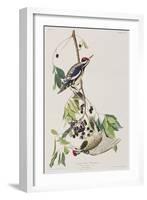 Illustration from 'Birds of America', 1827-38-John James Audubon-Framed Giclee Print