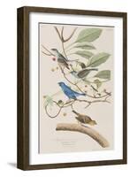 Illustration from 'Birds of America', 1827-38-John James Audubon-Framed Giclee Print