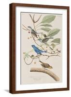 Illustration from 'Birds of America', 1827-38-John James Audubon-Framed Giclee Print