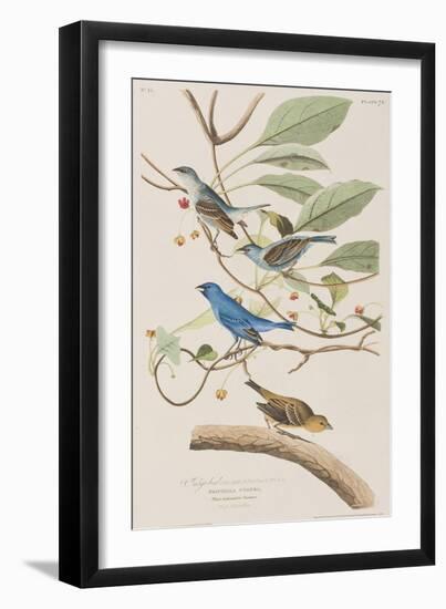 Illustration from 'Birds of America', 1827-38-John James Audubon-Framed Giclee Print