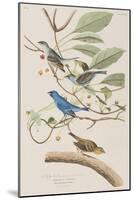 Illustration from 'Birds of America', 1827-38-John James Audubon-Mounted Giclee Print