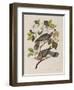 Illustration from 'Birds of America', 1827-38-John James Audubon-Framed Giclee Print