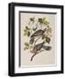 Illustration from 'Birds of America', 1827-38-John James Audubon-Framed Giclee Print