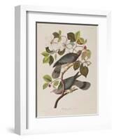 Illustration from 'Birds of America', 1827-38-John James Audubon-Framed Giclee Print