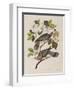 Illustration from 'Birds of America', 1827-38-John James Audubon-Framed Giclee Print