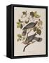 Illustration from 'Birds of America', 1827-38-John James Audubon-Framed Stretched Canvas