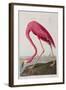 Illustration from 'Birds of America', 1827-38-John James Audubon-Framed Giclee Print