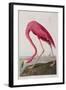 Illustration from 'Birds of America', 1827-38-John James Audubon-Framed Giclee Print