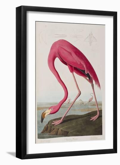 Illustration from 'Birds of America', 1827-38-John James Audubon-Framed Giclee Print